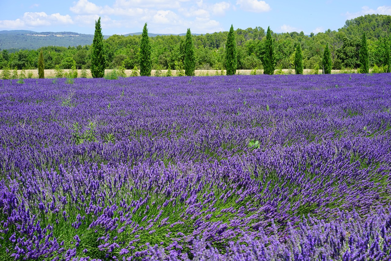 the lavender fields